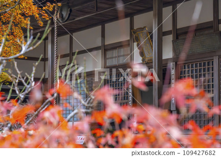 南禪寺分院 秋天 西松院高德庵正堂 南禪寺分院 秋天 西松院高德庵正堂 109427682