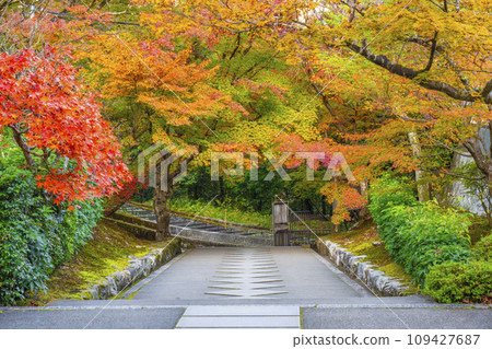 南禪寺分院,秋天的西勝院高德庵,參道被秋葉覆蓋 南禪寺分院,秋天的西勝院高德庵,參道被秋葉覆蓋 109427687