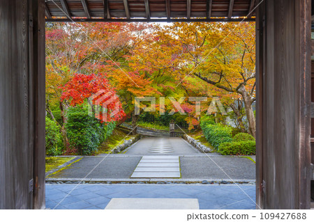 Nanzenji sub-temple, Saisho-in Kotokuan in autumn, the approach covered in autumn leaves Nanzenji sub-temple, Saisho-in Kotokuan in autumn, the approach covered in autumn leaves 109427688