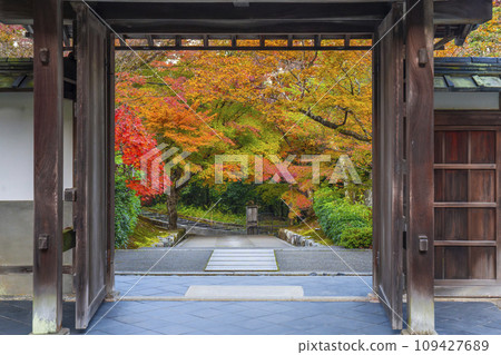 南禪寺分院，秋天的西勝院高德庵，參道被秋葉覆蓋 109427689