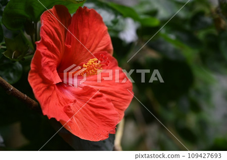 Hibiscus (Malvaceae) Double Rainbow Hibiscus (Malvaceae) Double Rainbow 109427693