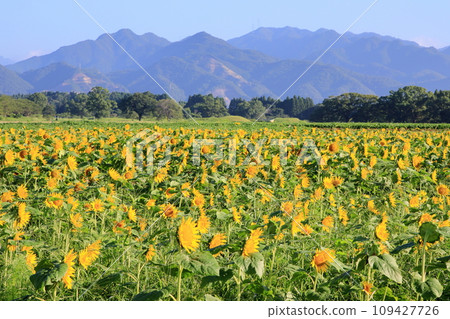 Sunflower field in full bloom 109427726