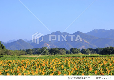 Sunflower field and mountains 109427728