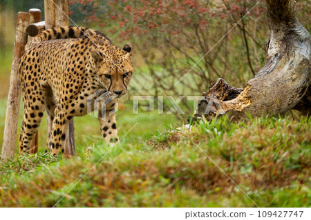 千葉市動物園的獵豹 千葉市動物園的獵豹 109427747