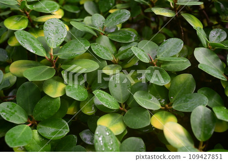 小巴野榕(桑科、榕屬) 小巴野榕(桑科、榕屬) 109427851