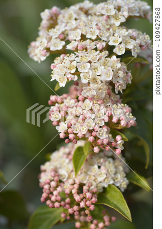 Laurustinus 109427868