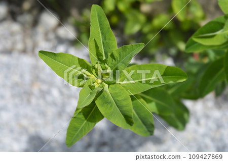Cushion spurge Cushion spurge 109427869