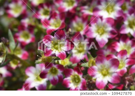 Mossy Saxifrage Pixie Pearls Mossy Saxifrage Pixie Pearls 109427870