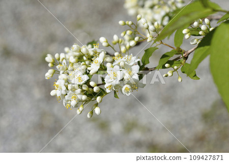 Lemoine Deutzia Lemoine Deutzia 109427871
