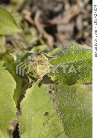 Red lungwort Red lungwort 109427874
