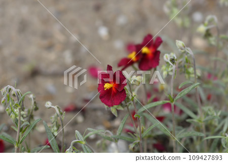 Rockrose Red Orient 109427893