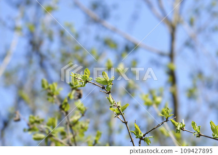 Tatarian honeysuckle 109427895