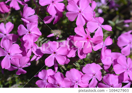 Creeping Phlox Fabulous Rose 109427903