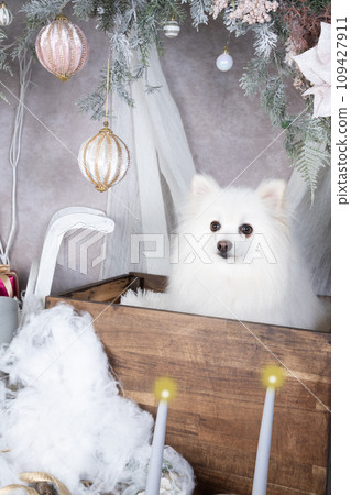 聖誕節套裝中的白色博美犬 109427911