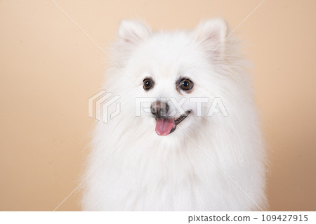 Bust up of a white Pomeranian sitting and smiling Bust up of a white Pomeranian sitting and smiling 109427915