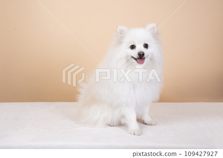 White Pomeranian sitting and smiling White Pomeranian sitting and smiling 109427927
