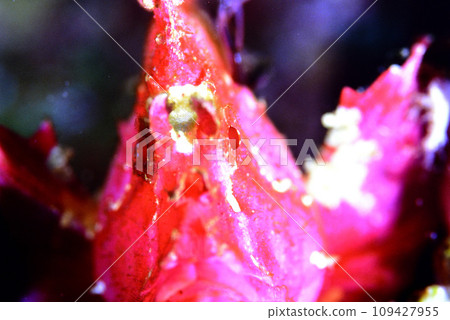 裸石魚臉部特寫(粉紅色) 裸石魚臉部特寫(粉紅色) 109427955