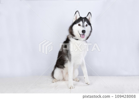 Siberian Husky sitting and smiling 109428008