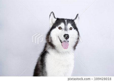 Bust up of a Siberian Husky sitting and smiling 109428018