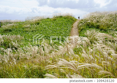 Japanese pampas grass in Katsuragi Plateau (Gose City, Nara Prefecture) 109428120