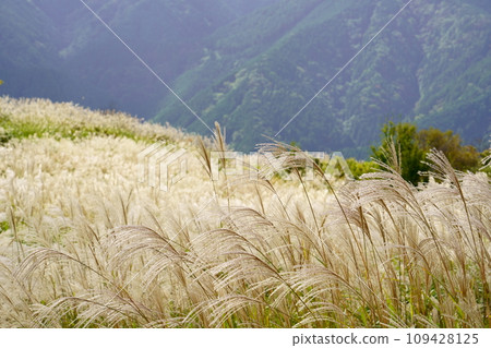 Japanese pampas grass in Katsuragi Plateau (Gose City, Nara Prefecture) 109428125