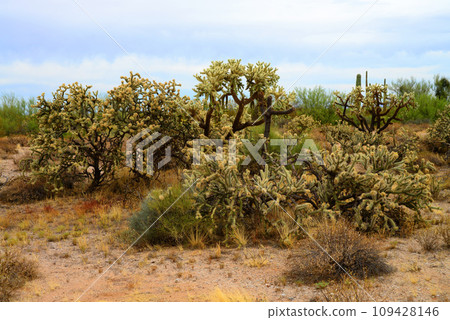 Cholla cactus, Sonora Desert, Mid Spring 109428146