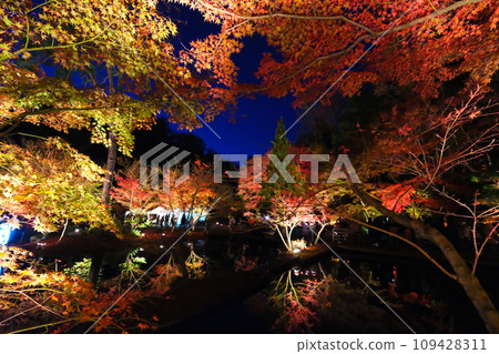 櫪木公園秋葉 櫪木公園秋葉 109428311