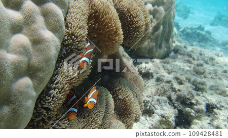 Sea anemone and anemone fish 109428481