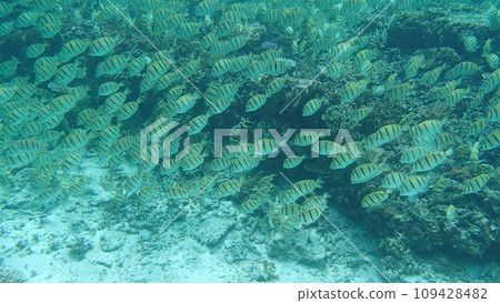 許多熱帶魚湧向宮古島的珊瑚礁 109428482
