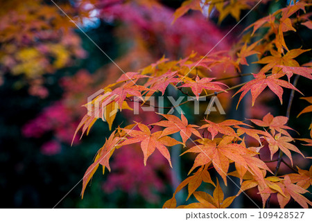 Contrast of autumn leaves Contrast of autumn leaves 109428527