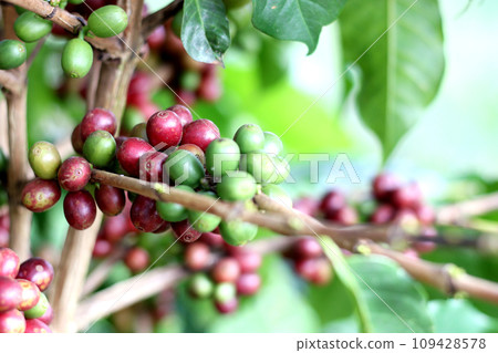Red and green coffee beans on coffee tree, focused on red coffee bean Red and green coffee beans on coffee tree, focused on red coffee bean 109428578