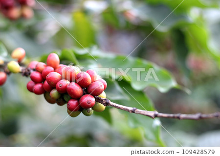 Red and green coffee beans on coffee tree Red and green coffee beans on coffee tree 109428579