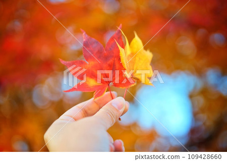 楓葉與紅色和黃色的秋葉 楓葉與紅色和黃色的秋葉 109428660