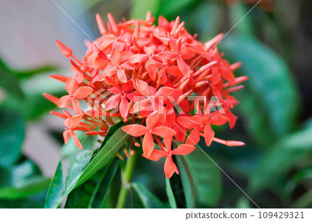 Ixora chinensis Lamk, Ixora spp or Zephyranthes or West Indian Jasmine Ixora chinensis Lamk, Ixora spp or Zephyranthes or West Indian Jasmine 109429321