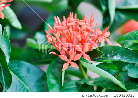 Ixora chinensis Lamk, Ixora spp or Zephyranthes or West Indian Jasmine Ixora chinensis Lamk, Ixora spp or Zephyranthes or West Indian Jasmine 109429322