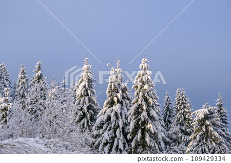 Evergreen fir tree tops covered with snow against a blue sky background. Snow covered fir tree with cones in December 109429334
