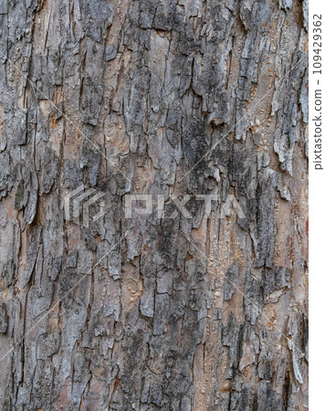 Bark texture and background of a old fir tree trunk. Detailed bark texture. Natural background 109429362