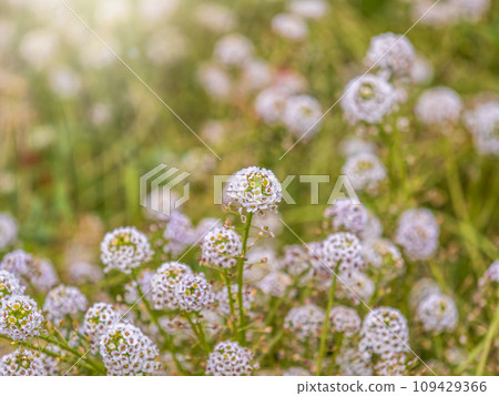 Dainty purple and white flowers of Lobularia maritima Alyssum maritimum, sweet alyssum or sweet alison 109429366