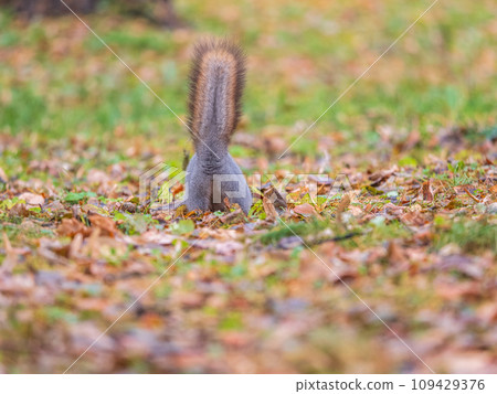 A rear view of a squirrel in grey winter coat against the fallen leaves background. The magnificent tail of a squirrel. A rear view of a squirrel in grey winter coat against the fallen leaves background. The magnificent tail of a squirrel. 109429376