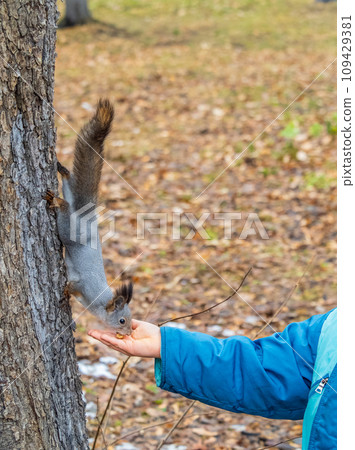 The boy feeds a squirrel with nuts from a hand in the wood The boy feeds a squirrel with nuts from a hand in the wood 109429381