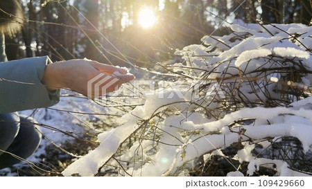 Female hand stroking snowy branch at forest on sunny day. Bright sunlight shining through high trunks of trees and illuminating woodland. Beautiful nature landscape. Winter concept. Slow motion 109429660