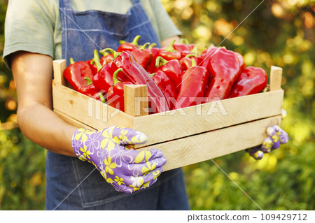 Woman farmer holding wooden box of ripe red peppers. Farmer harvests peppers Woman farmer holding wooden box of ripe red peppers. Farmer harvests peppers 109429712