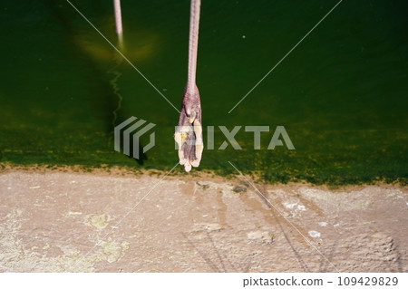 火烈鳥鞋底 109429829