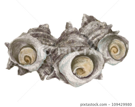 水彩巾貝01_2 水彩巾貝01_2 109429980