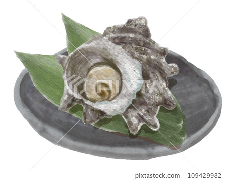 Watercolor turban shell 01_6 109429982