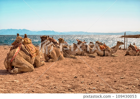 A caravan of camels rests in the desert against the backdrop of the red sea and high mountains. A caravan of camels rests in the desert against the backdrop of the red sea and high mountains. 109430053