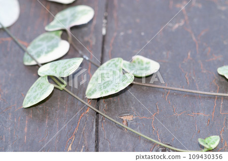 String of hearts, Ceropegia Woodii variegata vine String of hearts, Ceropegia Woodii variegata vine 109430356