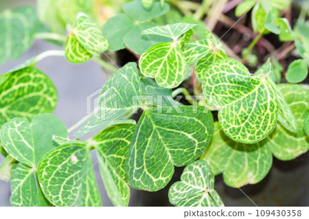 Oxalis Martiana, woodsorrel, Bulbous, acaulescent plant 109430358