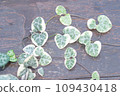 String of hearts, Ceropegia Woodii variegata vine 109430418