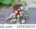 String of hearts, Ceropegia Woodii variegata in a pot 109430419